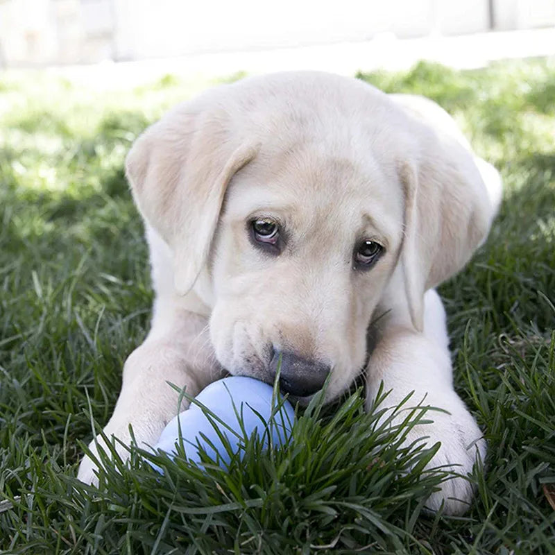 🦴 KONG Puppy Teether 🦷