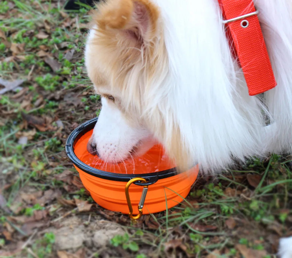 🏞️🏕️ The "Pawfect" Bowl for On-the-Go ! 🐾