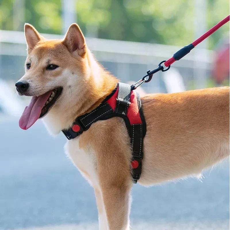 ✨ Walk & Play Harness & Leash Set ✨