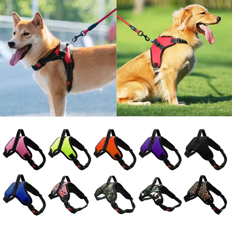 ✨ Walk & Play Harness & Leash Set ✨