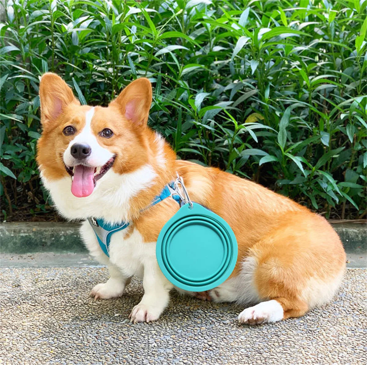 🐶 Your Pup's Perfect Travel Buddy! 🐾 Expandable Feast Bowl