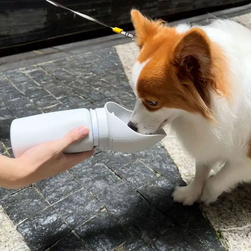 💧🐶  Hydrate Your Hound On-the-Go with the PupCup™🐶💧