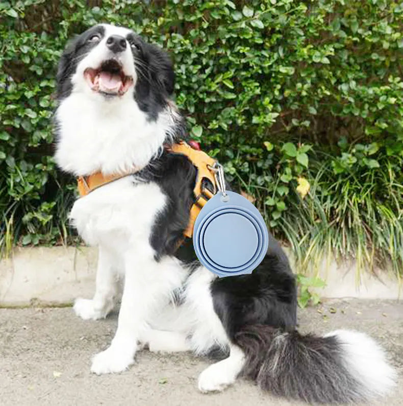 🐶 Your Pup's Perfect Travel Buddy! 🐾 Expandable Feast Bowl