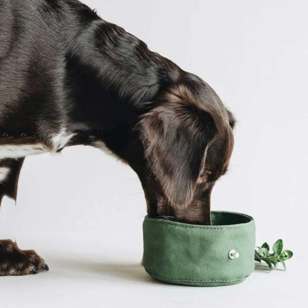 🏞️ The 1000ml Foldable Dog Bowl 🐶